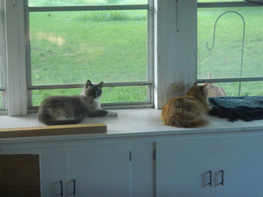 The cats enjoying the view