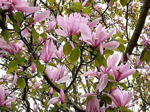 Tulip Tree