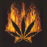 HubPages profile picture for @pothead