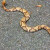 Another look at the copperhead's hourglass markings. Another look at the copperhead's hourglass markings.