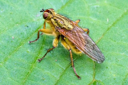 Yellow Fly