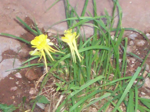 A yellow columbine flower.