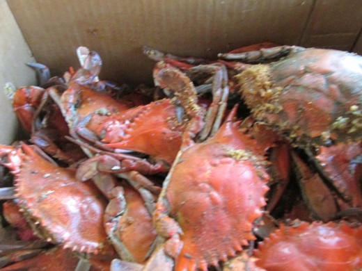 Delicious Maryland crabs were available for Mo's sisters and the rest of family and friends. 