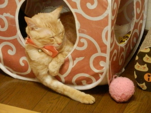 This kitty has completely forgotten the schedule.