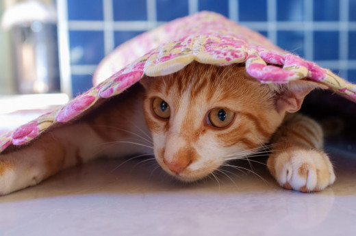 When adjusting to new humans, hide under a tea cozy so that they can't find you. Then ambush them in their sleep.