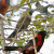 Crimson-colored Grosbeak From The Crossley ID Guide Eastern Birds Crimson-colored Grosbeak From The Crossley ID Guide Eastern Birds