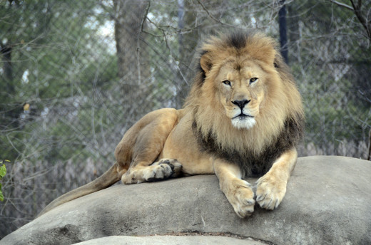 Henry the Lion at Henry Vilas Zoo in Madison, WI