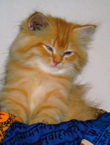 Wizard's first day home.  He had ear mites and ringworm.
