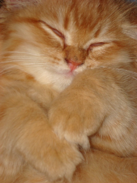 Ear mites are gone, but ringworm is still everywhere! More on the pet owners than on the pet.