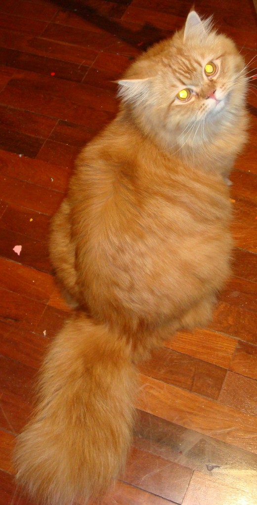The most recent photo at 10 months.  He's healthy, playful, and free from any obvious infections.