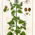 Cats get their high off catnip by inhaling the nepetalactone from a live plant, plucked leaves, dried herb material, or an essential oil extract. Cats get their high off catnip by inhaling the nepetalactone from a live plant, plucked leaves, dried herb material, or an essential oil extract.