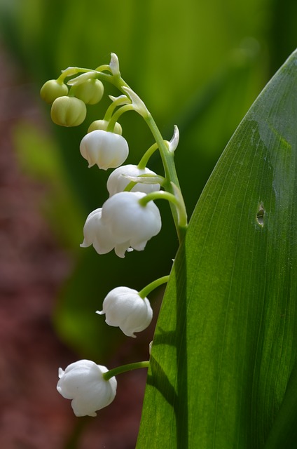 May flower lily of the valley