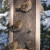 Pine siskins (Carduelis pinus) on feeding on Nyjer, Cap Tourmente National Wildlife Area, Quebec, Canada. Pine siskins (Carduelis pinus) on feeding on Nyjer, Cap Tourmente National Wildlife Area, Quebec, Canada.