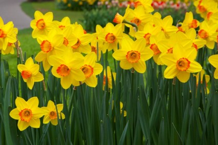 The national Flower is the Daffodil