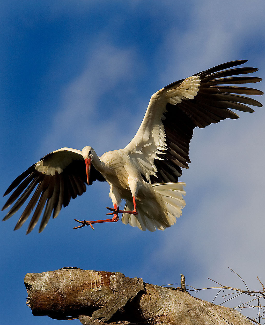 Interesting Facts About Serbia's White Storks | HubPages