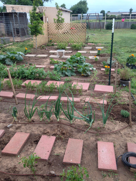Garden Pic 2