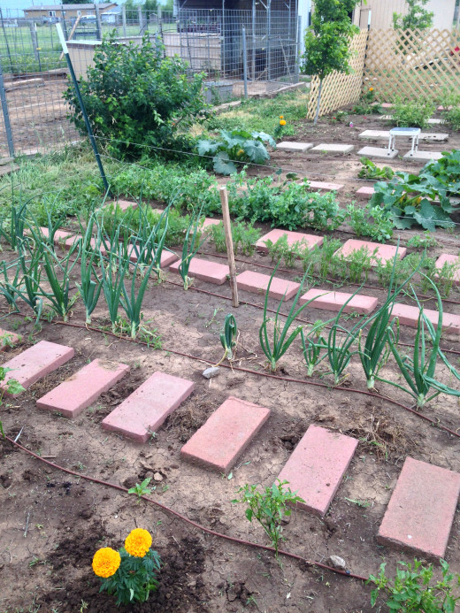 Onions!!! Carrots!!!!