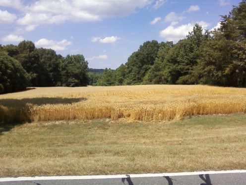 These photographs were taken around 2 weeks after the photographs above, and you can see that even after rain storms the flatten wheat remains unchanged from the heavy force that created the mysterious crop circle. 