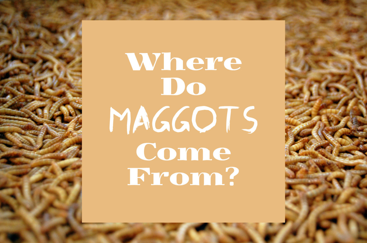 Maggot Facts Where They Come From And How To Get Rid Of Them