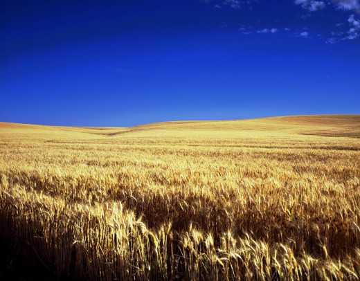 A wheat field in Kansas, which is part of the Tornado Alley.