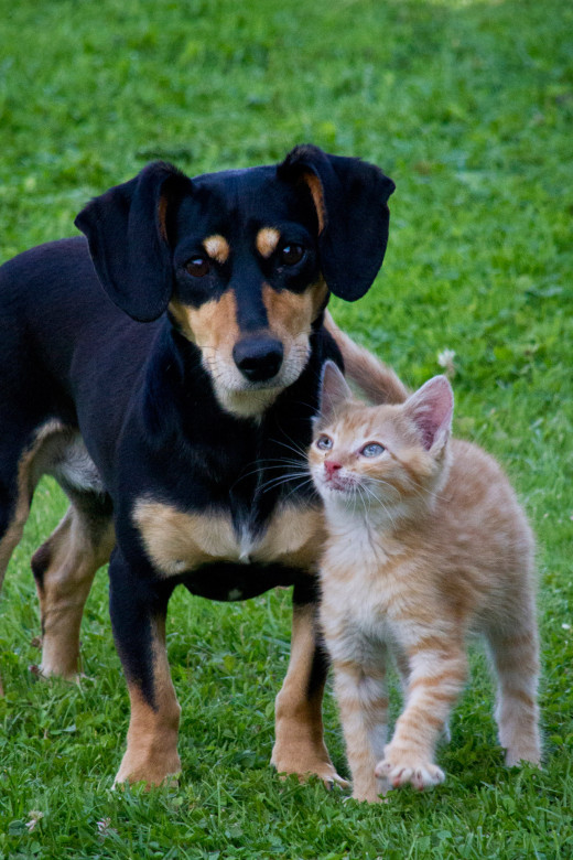 Dogs and Cats are the most popular pets