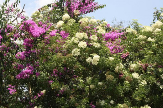 Munnar flowers