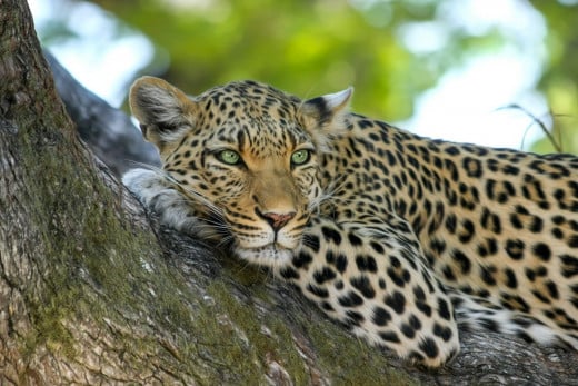 Leopard relaxing on a tree