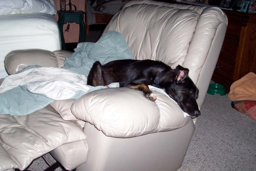 Smells like my Dad so I like to sleep here.