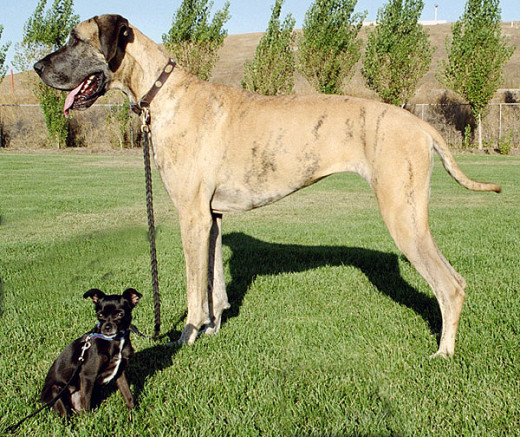 Aggressiveness has little to do with size