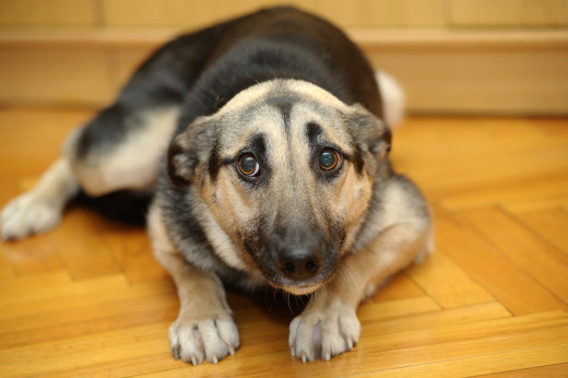 Prior trauma can create a powerful fear-drive in a dog.