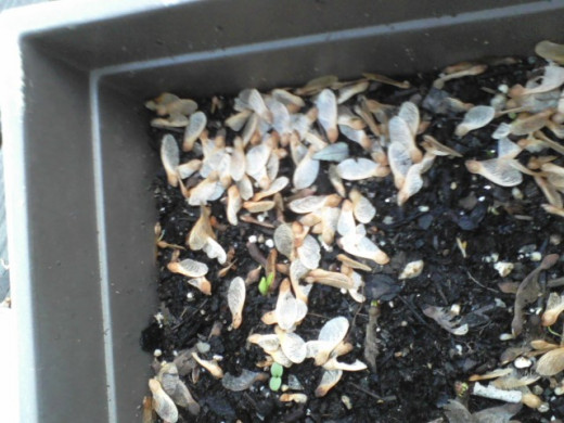 One of the wickedest weed tricks is to overwhelm us with the sheer number of seeds. If would take forever to pick them out by hand.