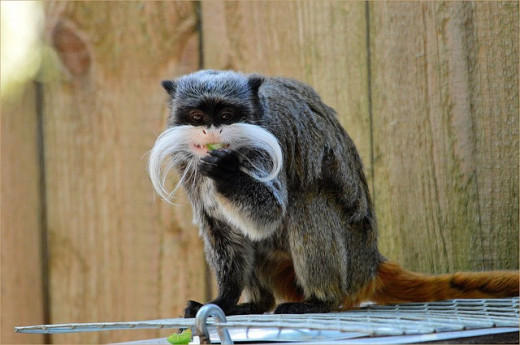 Tamarin monkey with 'Emperor Wilhelm' moustache