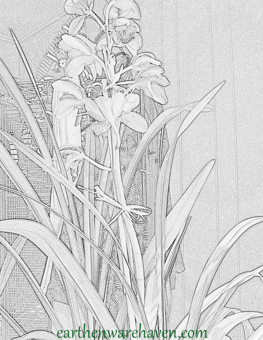 This is a coloring page created from a photograph.