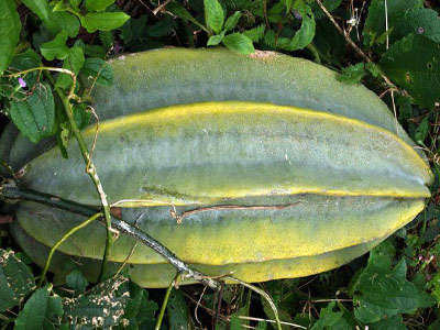 A pumpkin fruit