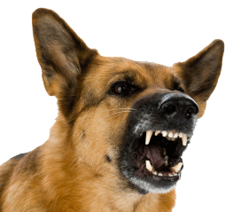 If a dog is doing this at you, leave it alone.