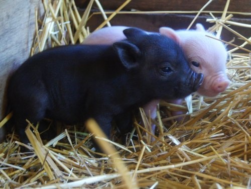 I like these pigs so much better than men who act like pigs.