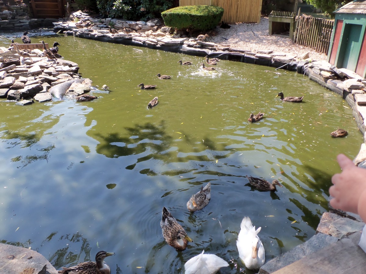 See ducks swimming happily along.