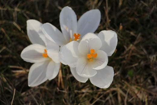 March flower crocus