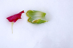 More Petals in the snow