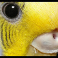 How To Introduce A Second Budgie | PetHelpful