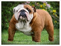 Dog Profile-English Bulldog