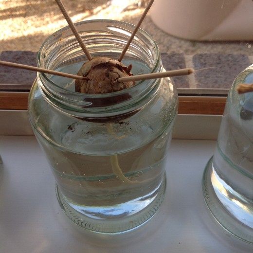 Avocado is submerged half way in water by having toothpicks inserted into the seed.
