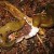 More garden slugs. More garden slugs.
