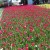 Tulips come in a huge variety of colours including white, red, pink, yellow, orange, purple, and there are also bi-colors. Tulips come in a huge variety of colours including white, red, pink, yellow, orange, purple, and there are also bi-colors.