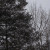 Snow sitting on a tree. Snow sitting on a tree.