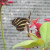 A butterfly gathering food. A butterfly gathering food.