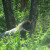 I am amazed at the majesty of the silverback. He looks like he's keeping an eye on me. I am amazed at the majesty of the silverback. He looks like he's keeping an eye on me.