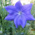 A blue balloon flower. A blue balloon flower.