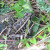 A toad who thinks he's hiding. A toad who thinks he's hiding.