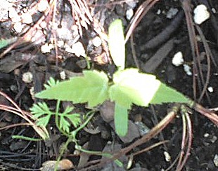 Rather than risk pulling out plants I want, sometimes it makes sense for me to let the maple whirlygigs sprout. The pointed leaves make it easy to spot maple seedlings for pulling.